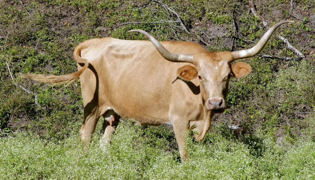 Texas Longhorn Trucks